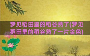 梦见稻田里的稻谷熟了(梦见稻田里的稻谷熟了一片金色)